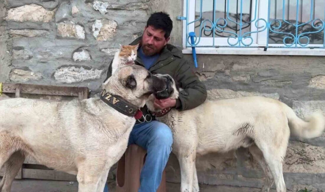 Sivas’ta kedi ile Kangal köpekleri arasındaki dostluk, görenleri hem şaşırtıyor