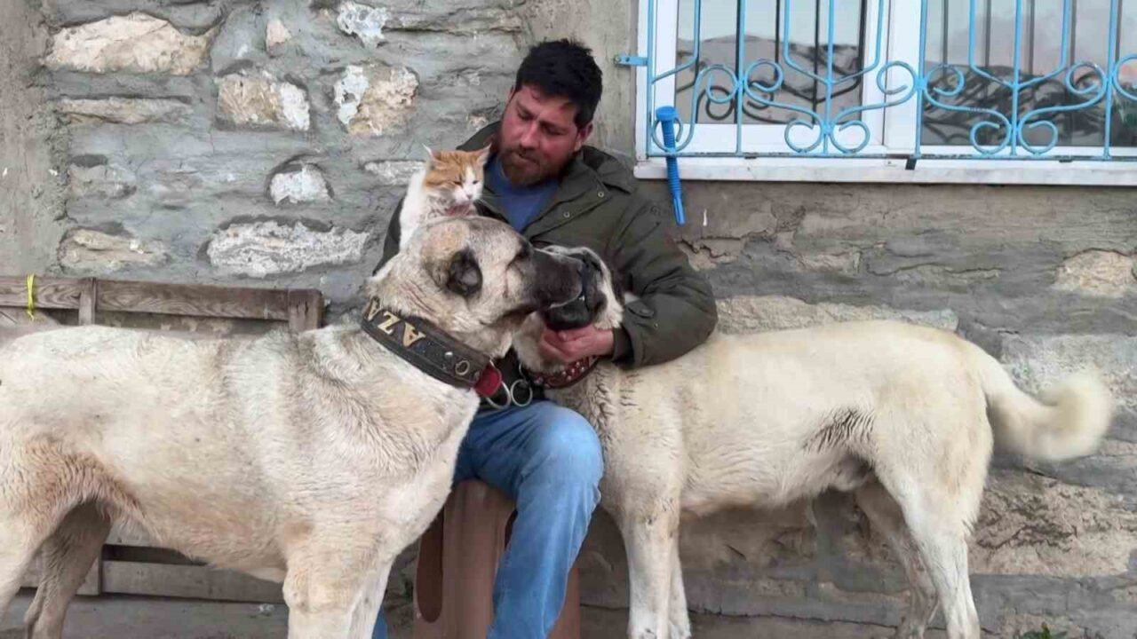 Sivas’ta kedi ile Kangal köpekleri arasındaki dostluk, görenleri hem şaşırtıyor