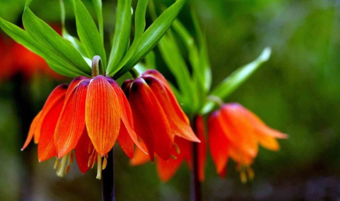 Erzincan’ın Kemaliye ilçesinde baharın habercisi olarak bilinen ters laleler açmaya