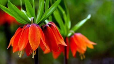 Erzincan’ın Kemaliye ilçesinde baharın habercisi olarak bilinen ters laleler açmaya