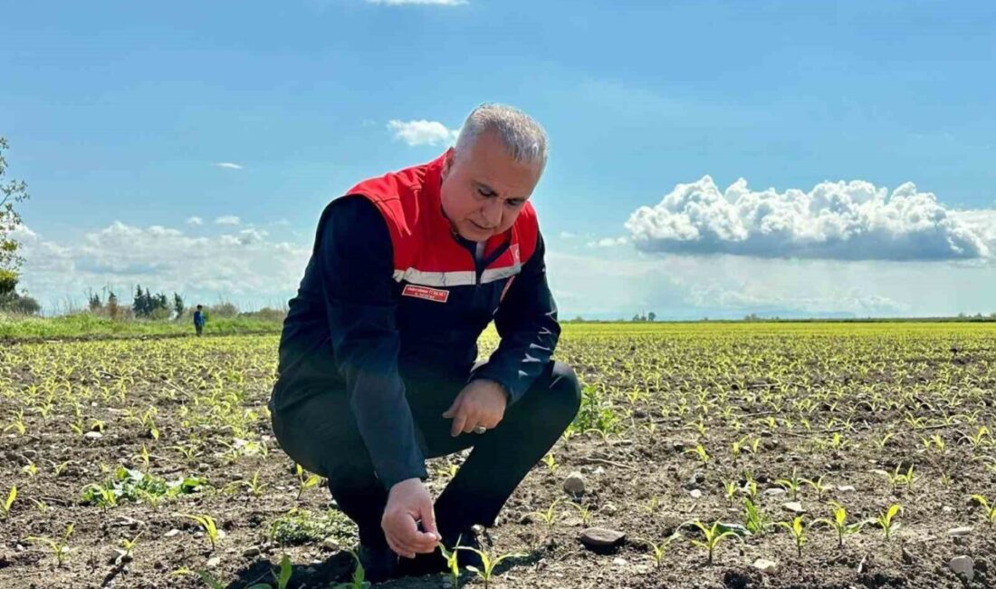 Hatay İl Tarım ve Orman Müdürlüğü ekipleri, Kırıkhan ilçesinde mısır