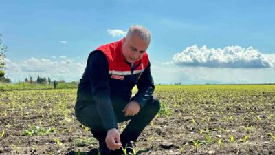 Hatay İl Tarım ve Orman Müdürlüğü ekipleri, Kırıkhan ilçesinde mısır