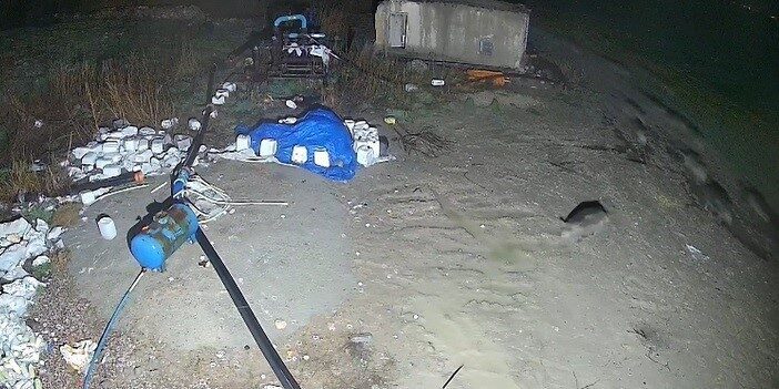 Konya’nın Karapınar ilçesinde domuz sürüsünün yerleşim alanına indiği anlar güvenlik