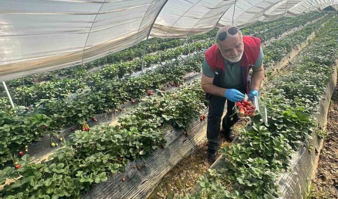 Köşk İlçe Tarım ve Orman Müdürlüğü ekipleri Sultanhisar ilçesinde çilek