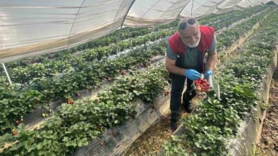 Köşk İlçe Tarım ve Orman Müdürlüğü ekipleri Sultanhisar ilçesinde çilek