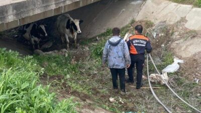 Batman’da kaybolan iki inek, itfaiye ekiplerinin yürüttüğü çalışma sonucu köprü
