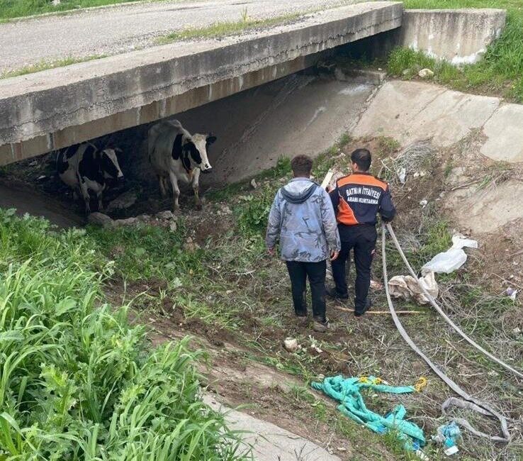 Batman’da kaybolan iki inek, itfaiye ekiplerinin yürüttüğü çalışma sonucu köprü