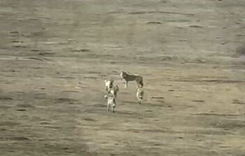 Kış şartlarının etkisini sürdürdüğü Ardahan’da yiyecek arayışına çıkan kurtlar, sürü