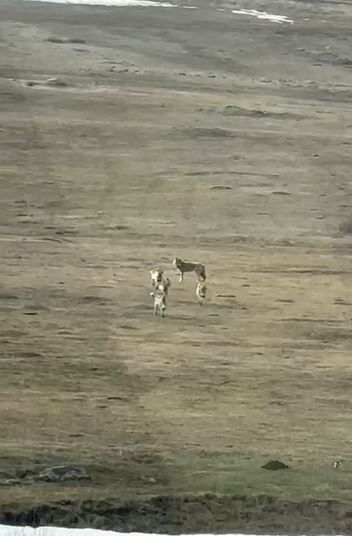 Kış şartlarının etkisini sürdürdüğü Ardahan’da yiyecek arayışına çıkan kurtlar, sürü
