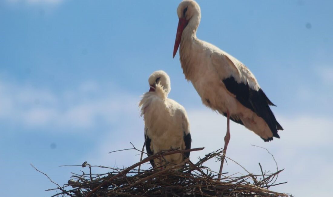 Sulak alanları ile birlikte önemli göç alanlarından olan Aydın her