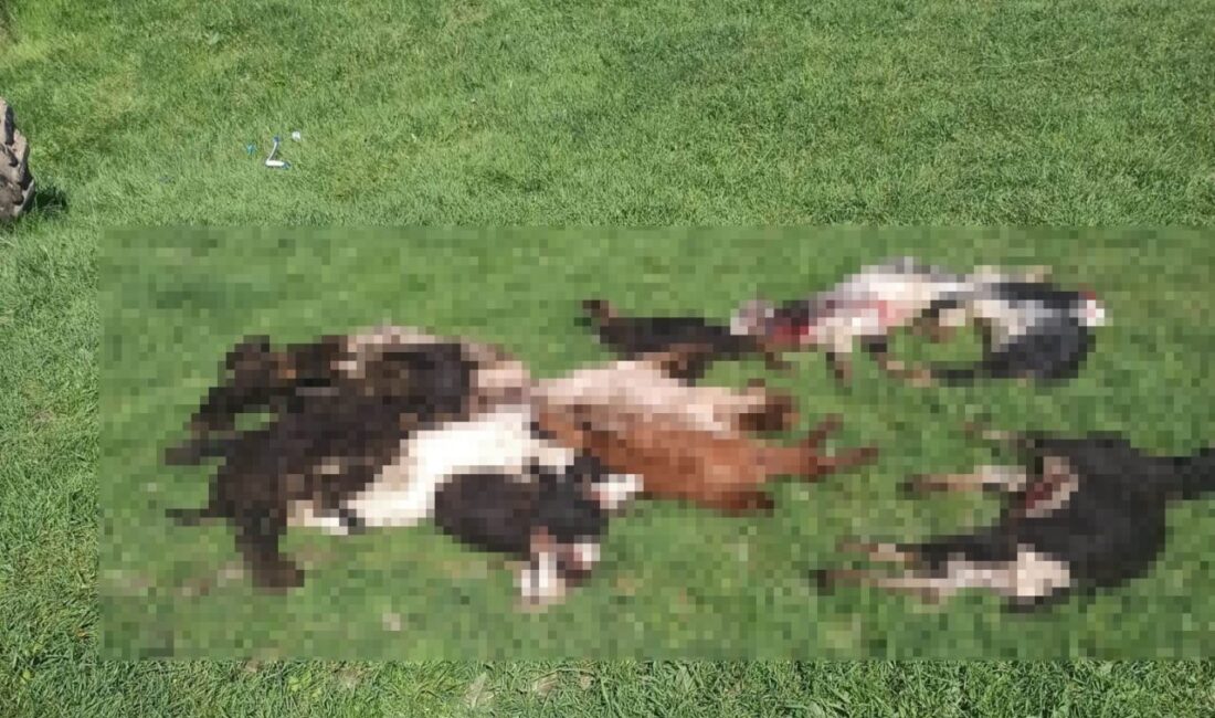 Kütahya’nın Emet ilçesi Göncek köyünde kurtların girdiği ağılda 25 küçükbaş