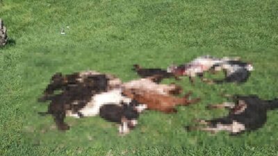 Kütahya’nın Emet ilçesi Göncek köyünde kurtların girdiği ağılda 25 küçükbaş