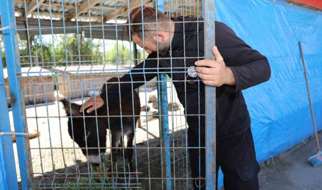 Sakarya’nın Karasu ilçesinde başıboş eşek, girdiği işletmelerde esnafa ve yoldan