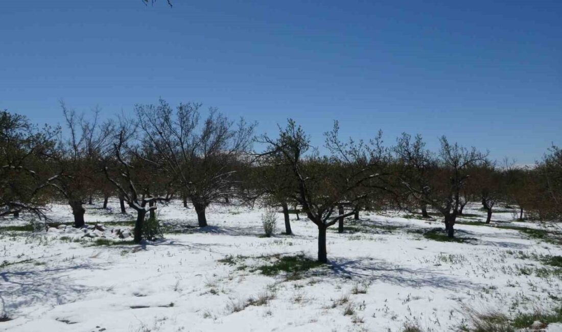 Malatya’nın Akçadağ ilçesinde etkili olan kar yağışı üreticileri tedirgin etti.