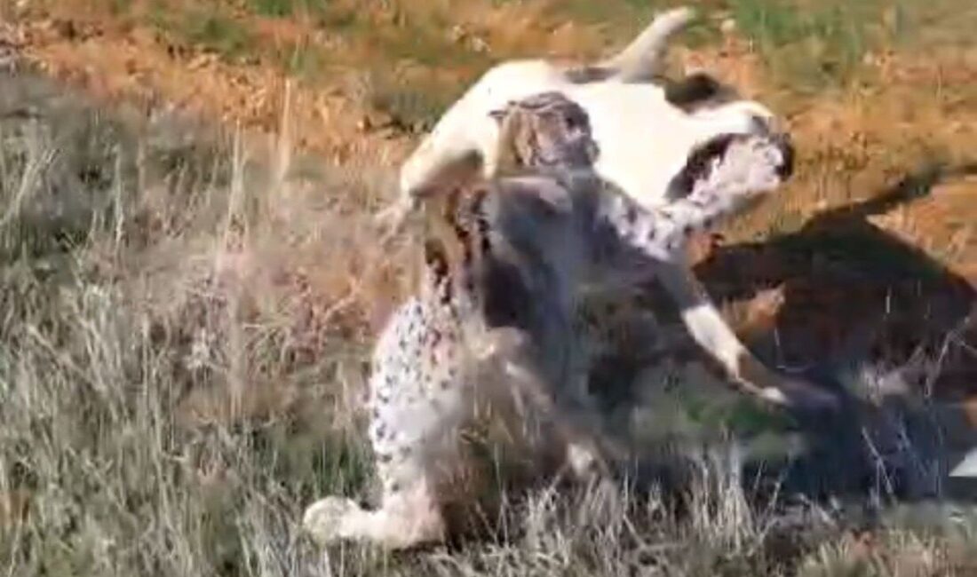 Malatya’nın Hekimhan ilçesinde nesli tükenme tehlikesi altında olan vaşak ile
