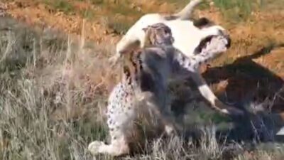 Malatya’nın Hekimhan ilçesinde nesli tükenme tehlikesi altında olan vaşak ile