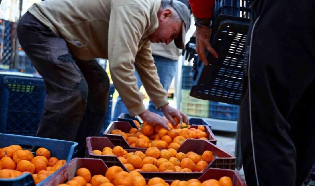 Bodrum Belediyesi, yerel üretimi destekleme ve bölgenin tarımsal değerlerini öne