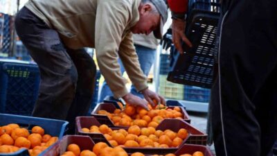 Bodrum Belediyesi, yerel üretimi destekleme ve bölgenin tarımsal değerlerini öne