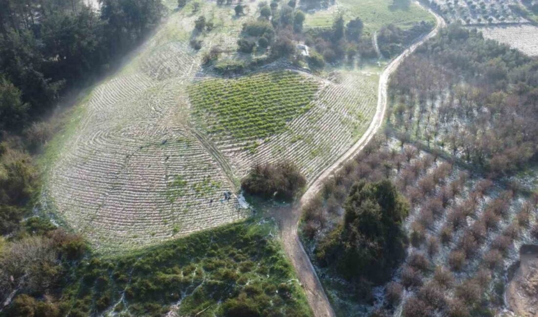 Mersin’in Erdemli ilçesinde 300 rakım üzerinde bazı mahallelerde misket büyüklüğünde