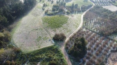 Mersin’in Erdemli ilçesinde 300 rakım üzerinde bazı mahallelerde misket büyüklüğünde