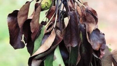 Manisa’nın Salihli ilçesinde, ayva, elma ve armut üreticilerini yakından ilgilendiren