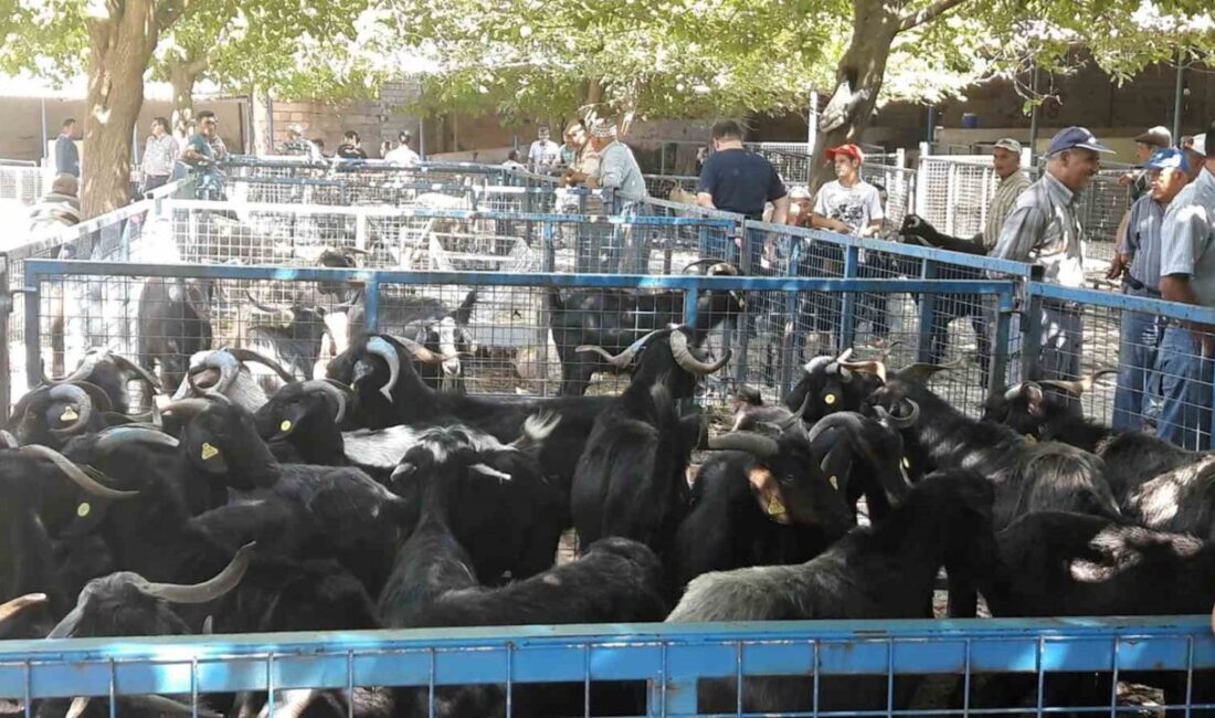 Muğla’da şap hastalığının hızla yayılması nedeniyle kapatılan Menteşe Bayır Hayvan