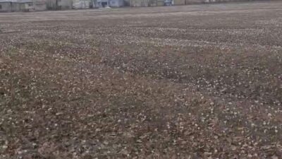 Van’ın Özalp ilçesinde havaların ısınmasıyla birlikte baharın habercisi olan çiğdemler