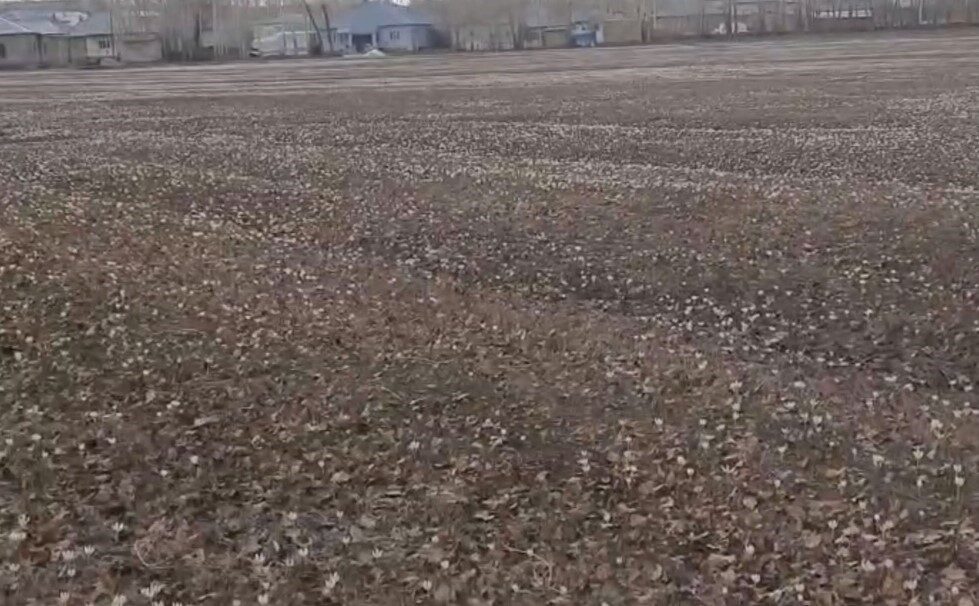 Van’ın Özalp ilçesinde havaların ısınmasıyla birlikte baharın habercisi olan çiğdemler