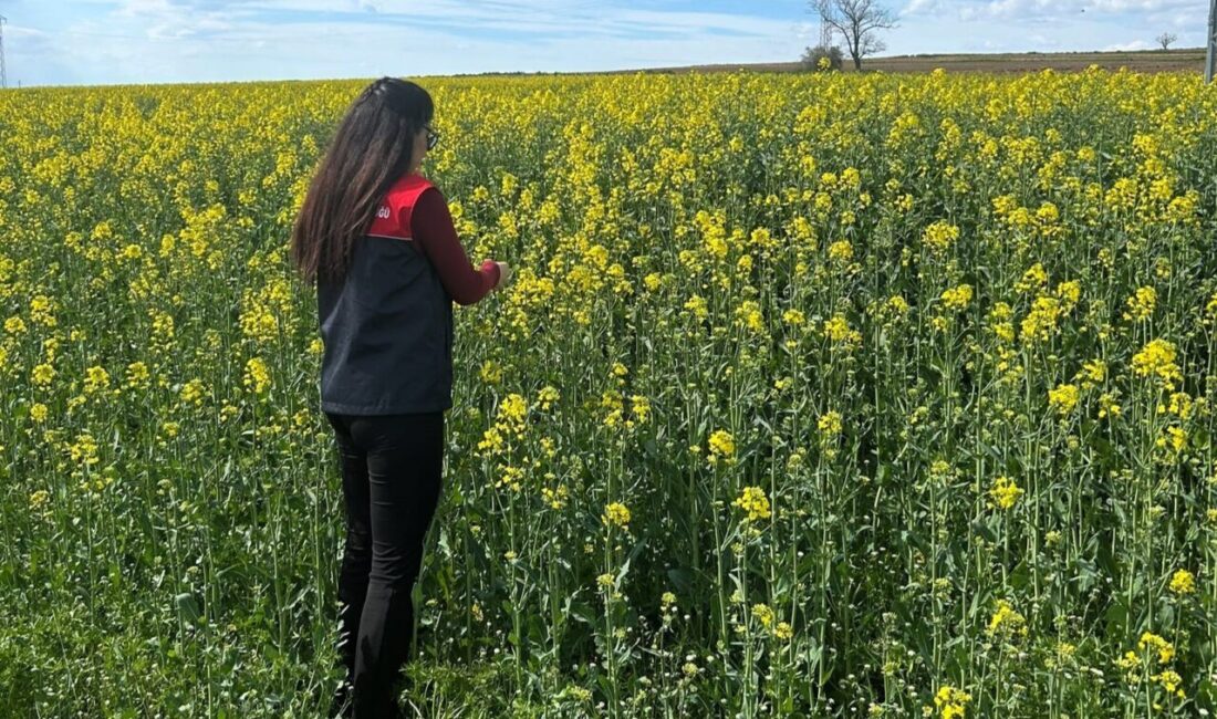 Kırklareli’nin Pehlivanköy ilçesinde çiçek açan kanola bitkininin fizyolojik gelişimi ve