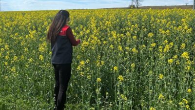 Kırklareli’nin Pehlivanköy ilçesinde çiçek açan kanola bitkininin fizyolojik gelişimi ve
