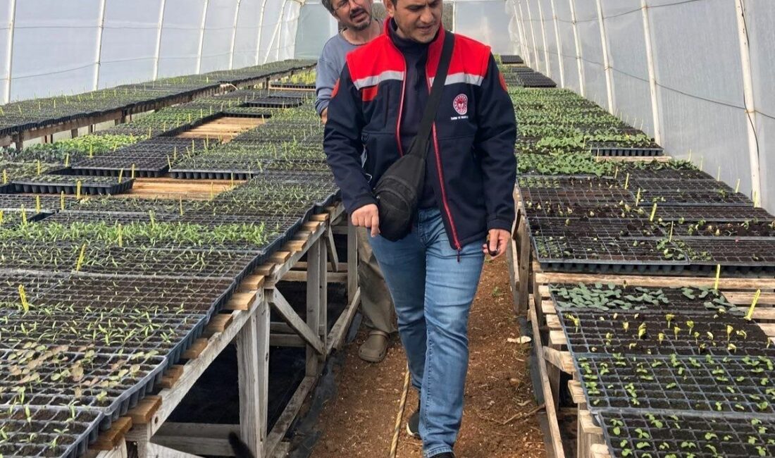 Kırklareli’nin Pınarhisar ilçesinde seralarda salatalık, domates, kıvırcık marul yetiştiren üreticiler