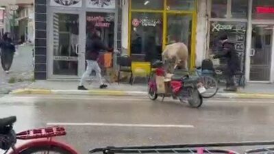 Afyonkarahisar’da sahibinin elinden kaçan bir ineğin berber ve çay ocağına