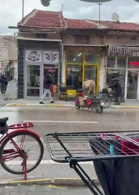 Afyonkarahisar’da sahibinin elinden kaçan bir ineğin berber ve çay ocağına