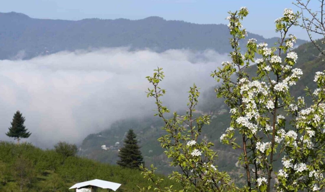 Sakarya’nın Geyve ilçesinin yüksek kesimlerinde baharın gelişiyle birlikte doğa adeta