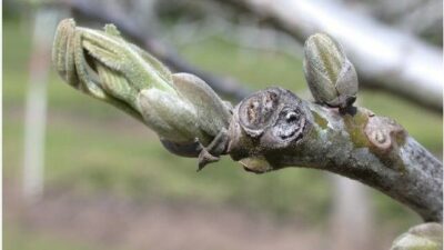 Manisa’nın Salihli ilçesindeki Tarım ve Orman Müdürlüğü, ceviz üretiminde ciddi