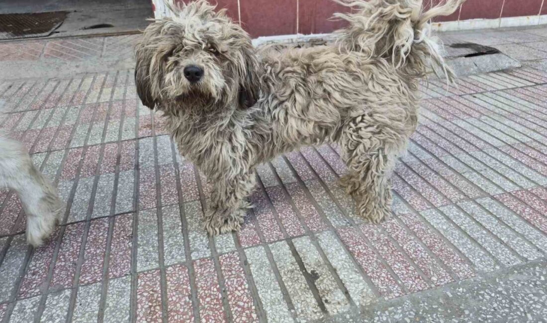 Eskişehir Küçük Sanayi Bölgesi’nde tüylerinin kirlenmesi sonucu adeta kapkara olan