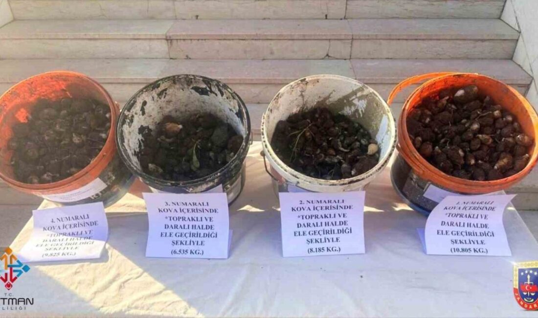 Batman’ın Sason ilçesinde 35 kilo salep soğanı söken 4 kişiye