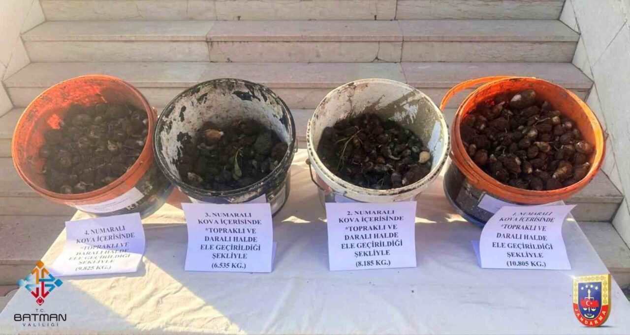 Batman’ın Sason ilçesinde 35 kilo salep soğanı söken 4 kişiye