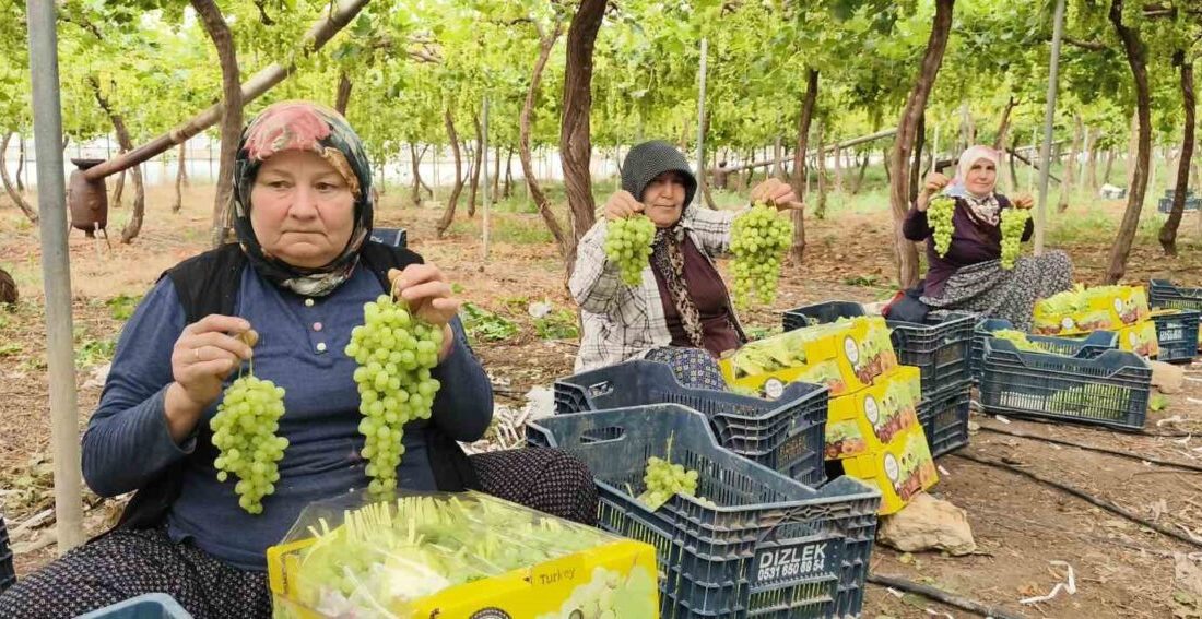 Mersin’in Silifke ilçesinde sezonun ilk örtü altı üzüm hasadı gerçekleştirildi.