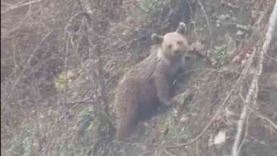 Sinop’un Ayancık ilçesi kırsalında ortaya çıkan yavru ayı, yoldan geçen