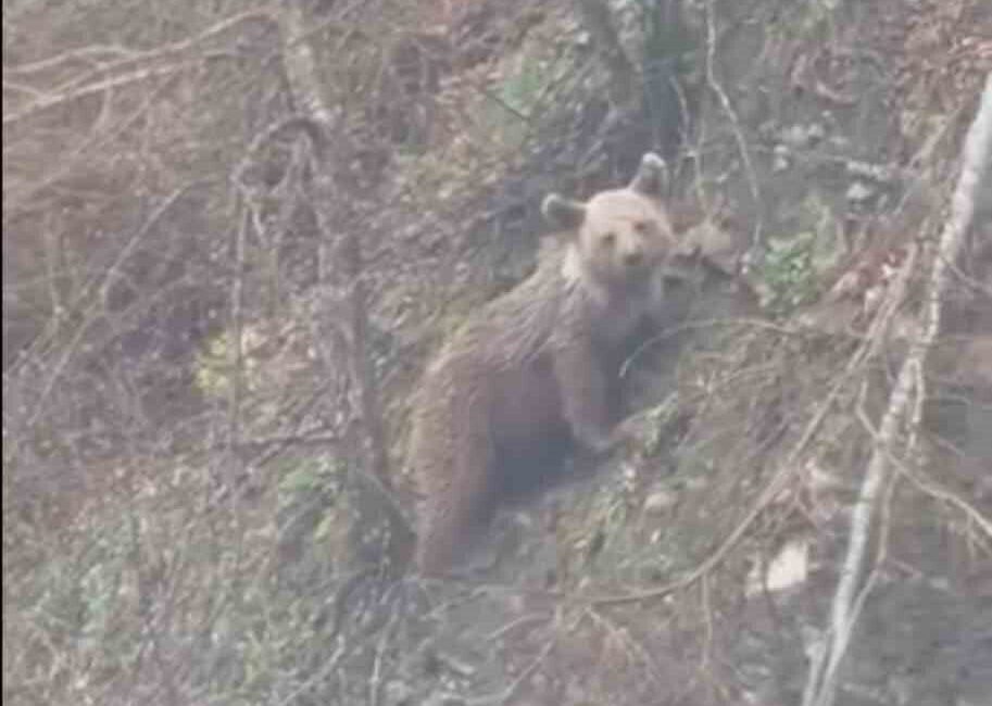 Sinop’un Ayancık ilçesi kırsalında ortaya çıkan yavru ayı, yoldan geçen