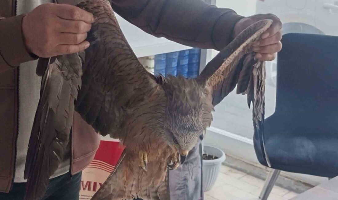 Sivas’ta yaralı halde bulunan Kızıl şahin koruma altına alındı. Sivas’ın