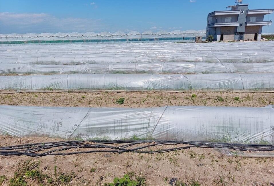 Tarım ve Orman Bakanlığı, sosyal medyada Mersin’in Tarsus ilçesinde bir