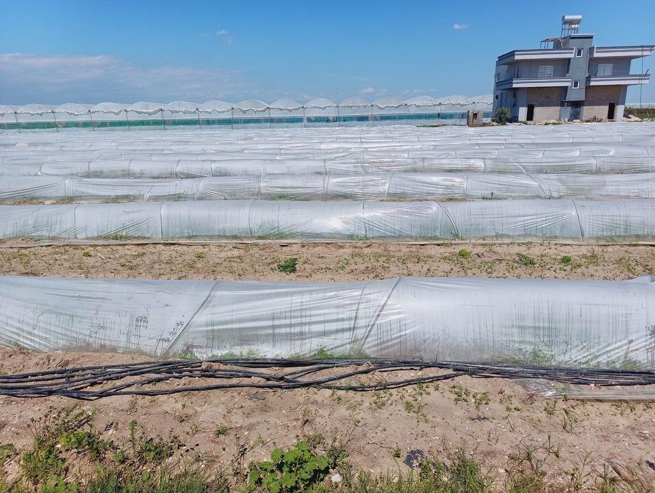 Tarım ve Orman Bakanlığı, sosyal medyada Mersin’in Tarsus ilçesinde bir