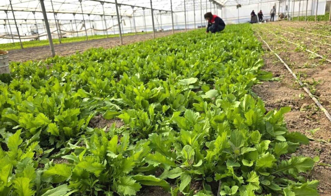 Afyonkarahisar’da tere ve roka gibi mevsim yeşilliklerinin üretildiği seralara yönelik