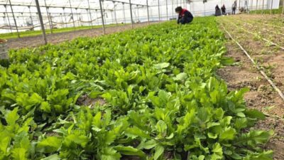 Afyonkarahisar’da tere ve roka gibi mevsim yeşilliklerinin üretildiği seralara yönelik