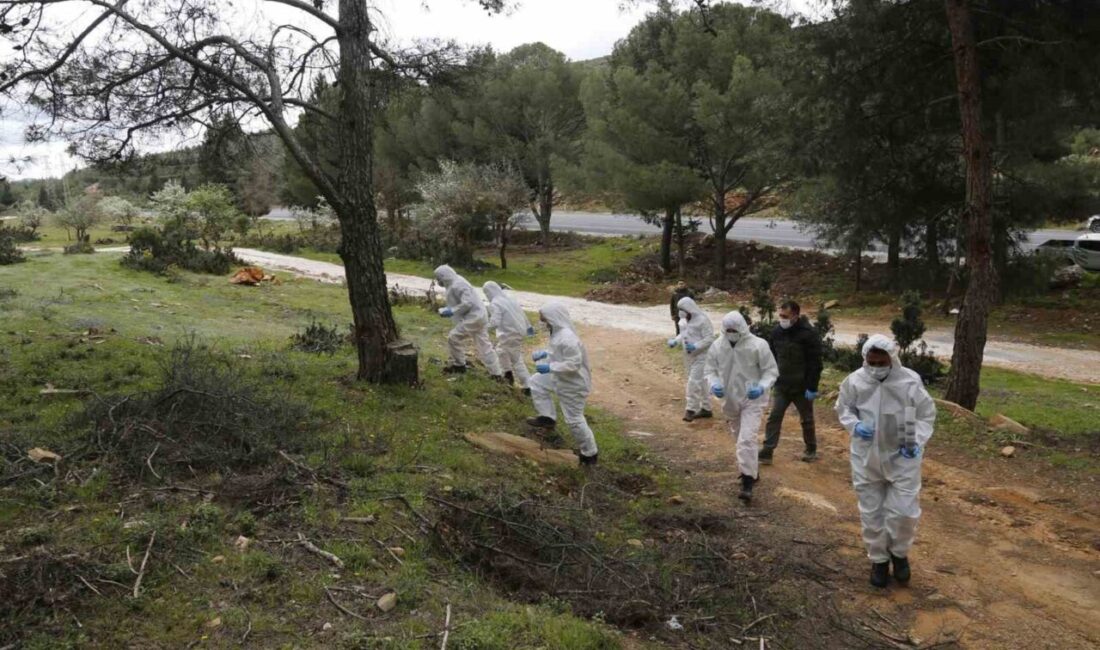 Muğla’da orman varlığını tehdit eden zararlılara karşı yürütülen mücadelede, Orman