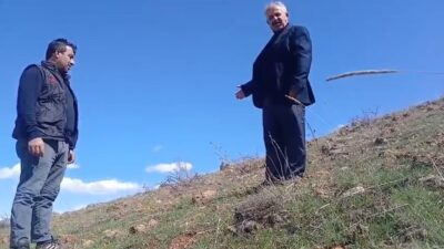 Sivas’ın Kangal ilçesinde doğada kendiliğinden yetişen ters laleler dikkat çekiyor.