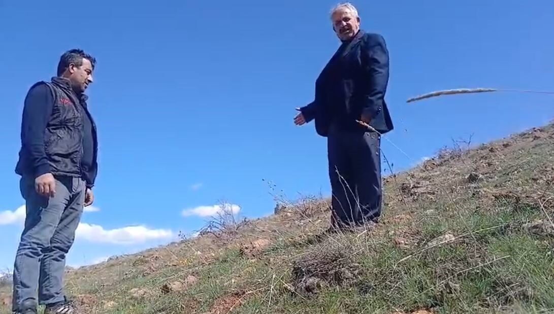 Sivas’ın Kangal ilçesinde doğada kendiliğinden yetişen ters laleler dikkat çekiyor.