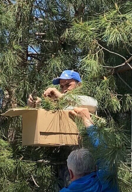 Tokat’ta bir vatandaş çam ağacına oğul veren arı kolonisini tek